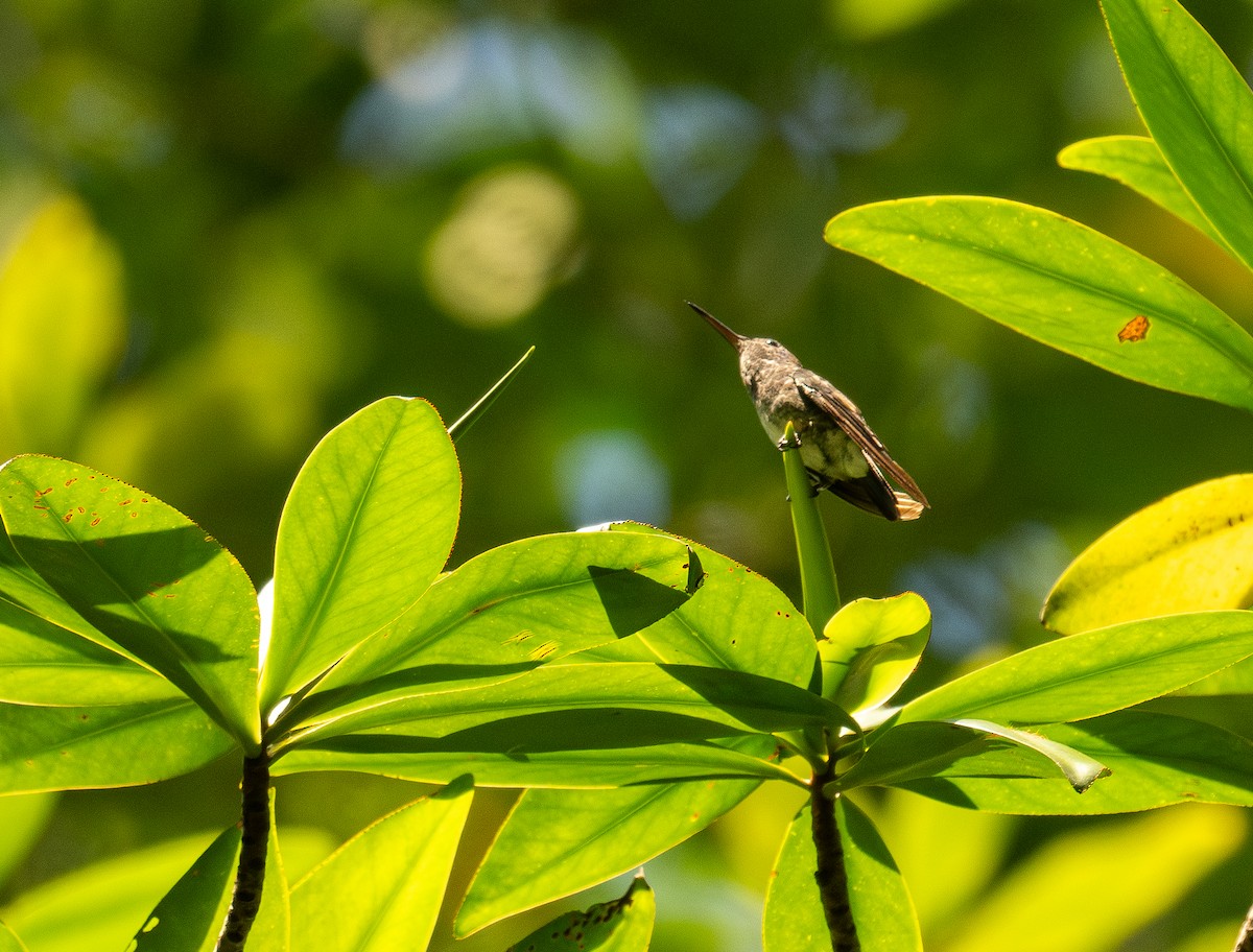 Mangrove Hummingbird - Forest Botial-Jarvis