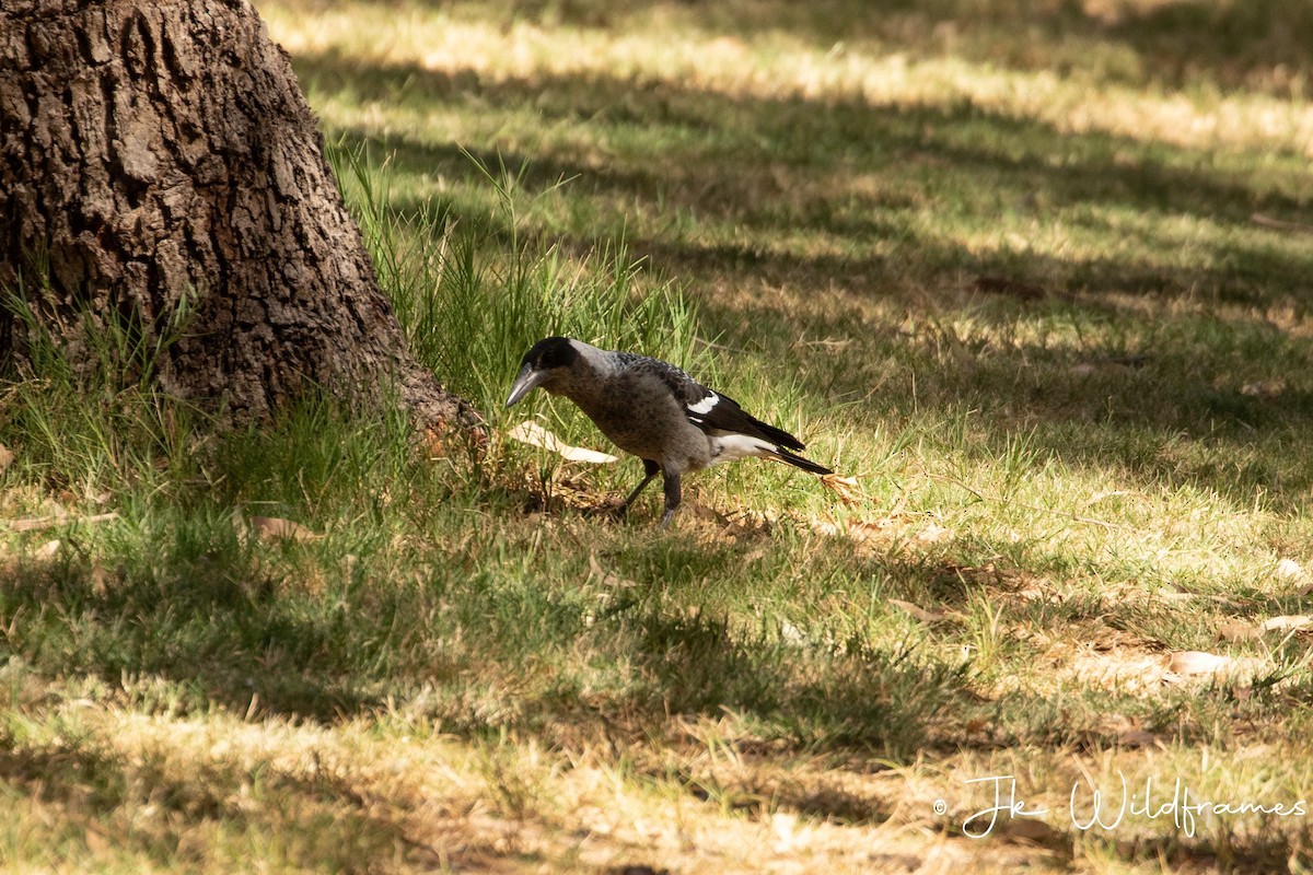 Australian Magpie (Western) - JK Malkoha