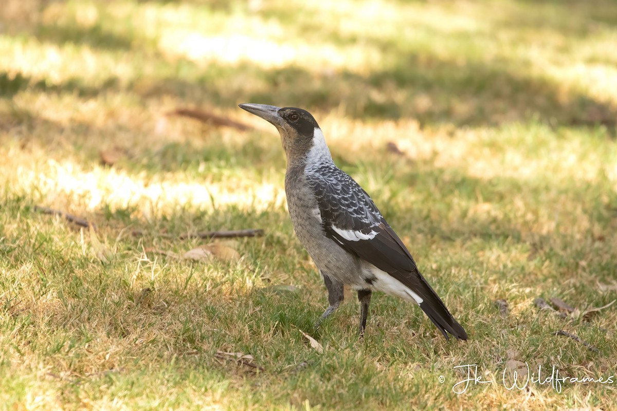 Australian Magpie (Western) - JK Malkoha