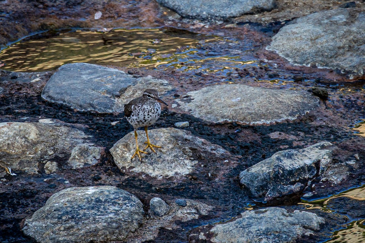 Spotted Sandpiper - ML618178925