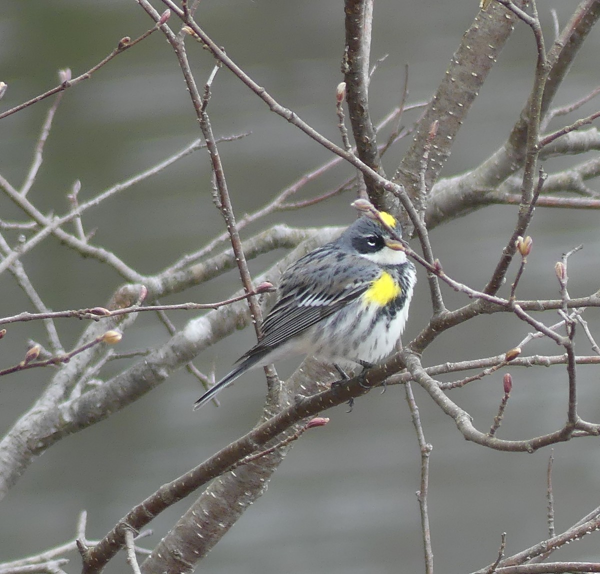 Yellow-rumped Warbler - ML618178941