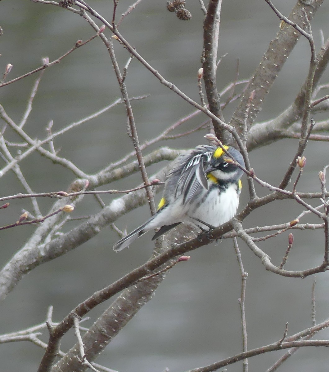 Yellow-rumped Warbler - ML618178942