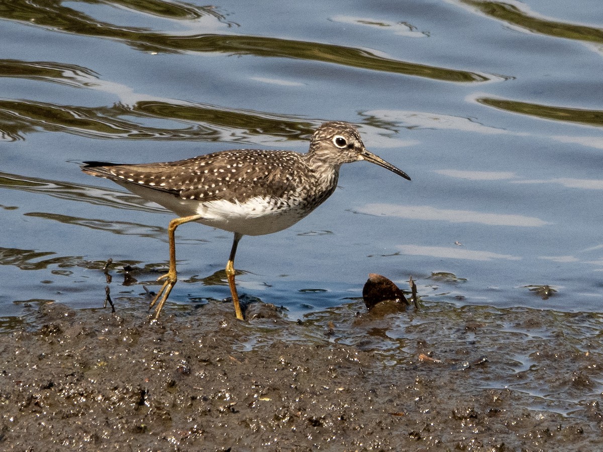 Solitary Sandpiper - Paul Cohen