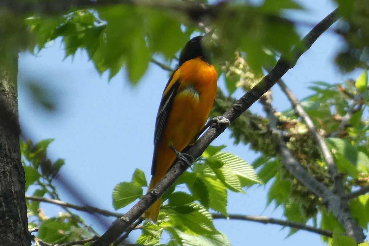 Baltimore Oriole - ML618178962