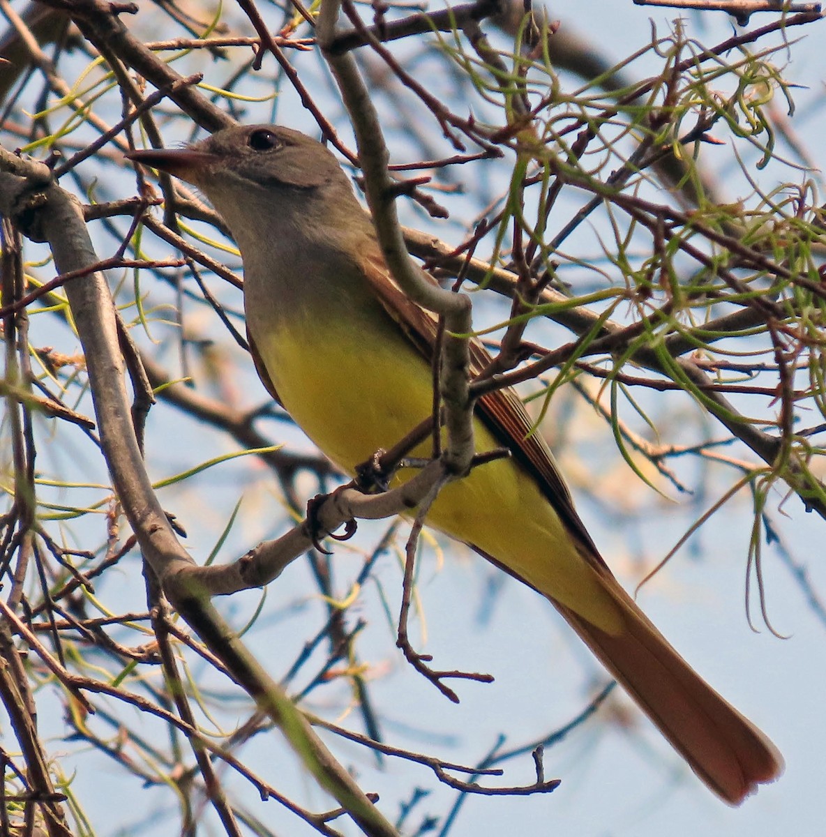 Great Crested Flycatcher - ML618179019