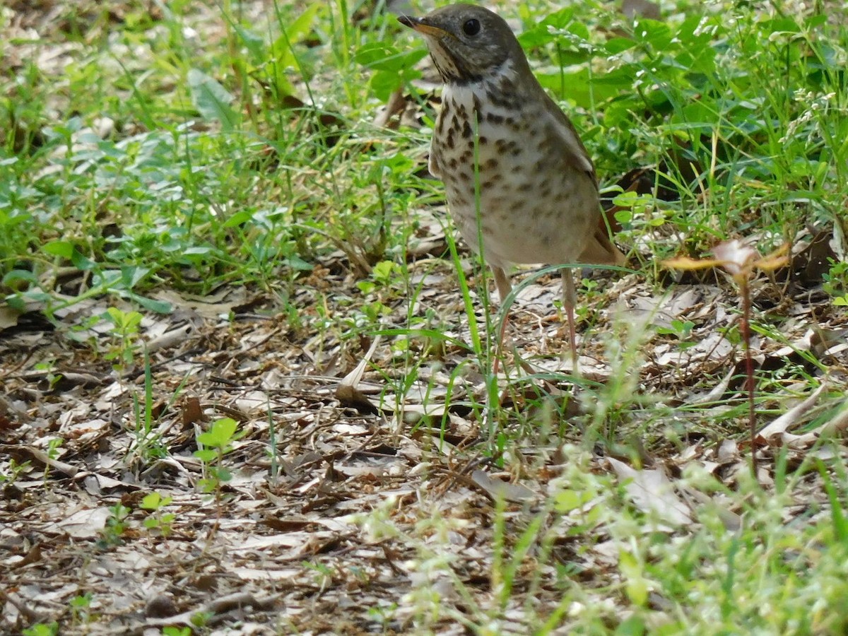 Gray-cheeked Thrush - ML618179053