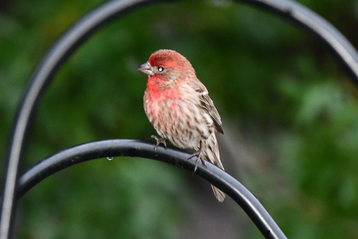 House Finch - Carmen Ricer