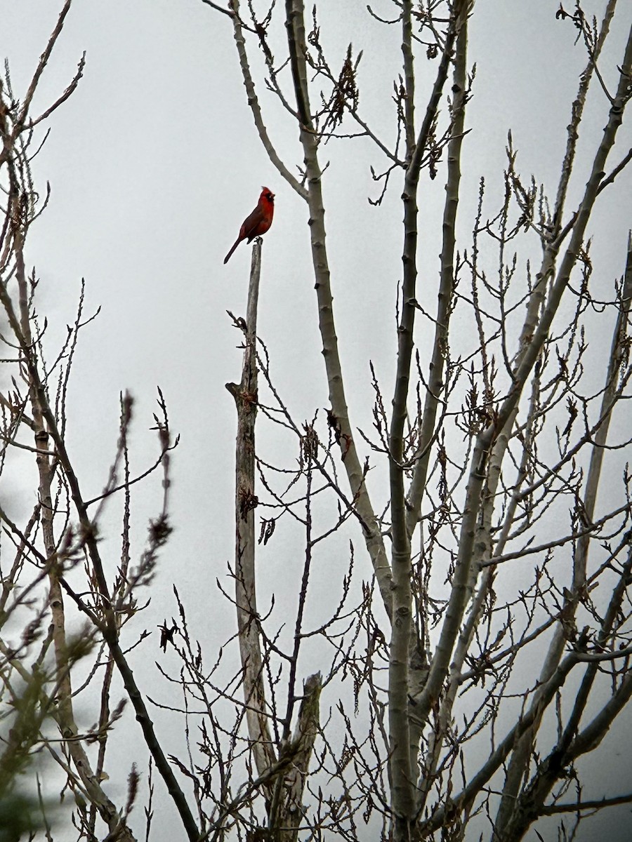 Northern Cardinal - ML618179061