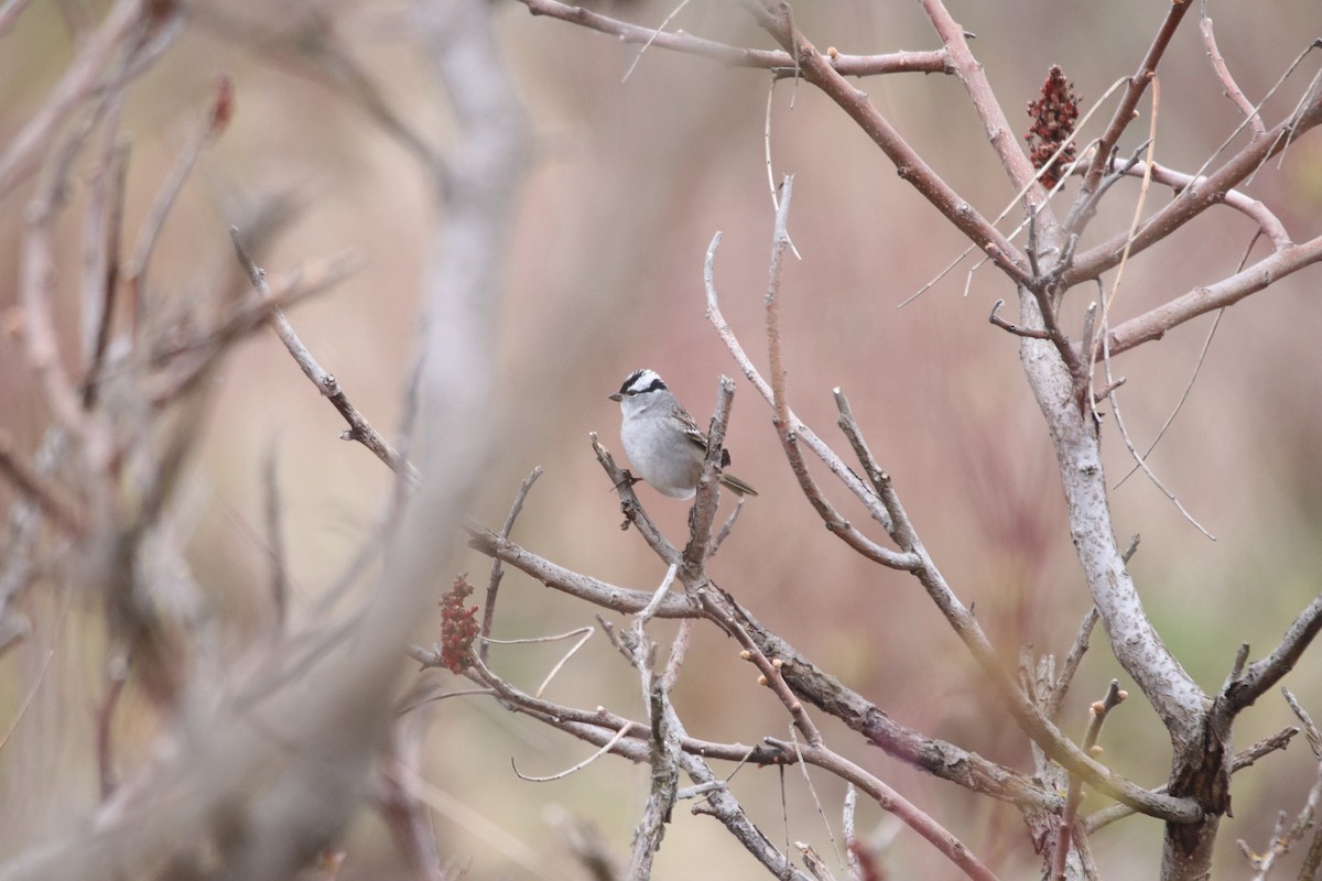 White-crowned Sparrow - Keith Matthieu