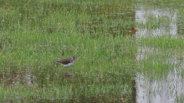 Solitary Sandpiper - ML618179085