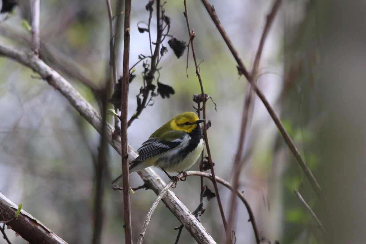 Black-throated Green Warbler - Keith Matthieu