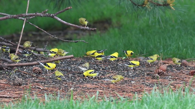 American Goldfinch - ML618179131