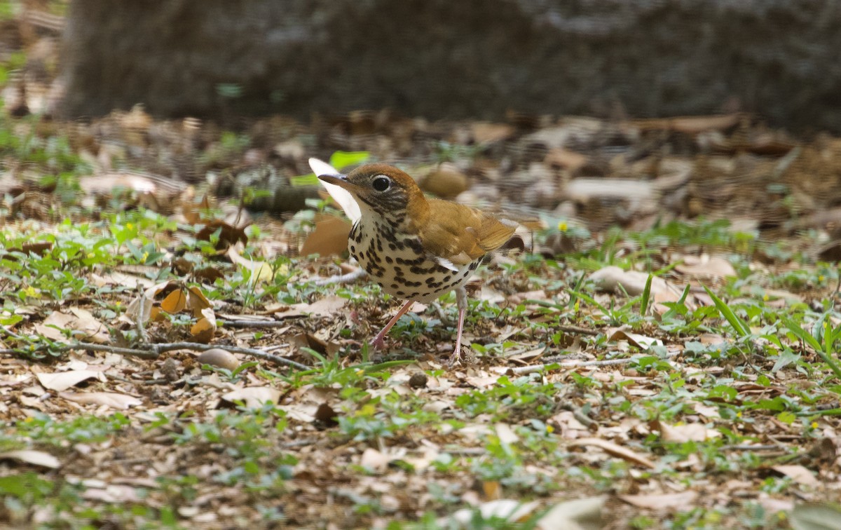 Wood Thrush - Douglas Hall