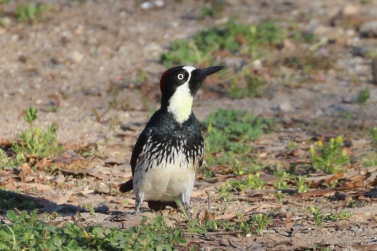 Acorn Woodpecker - Jeffrey Fenwick