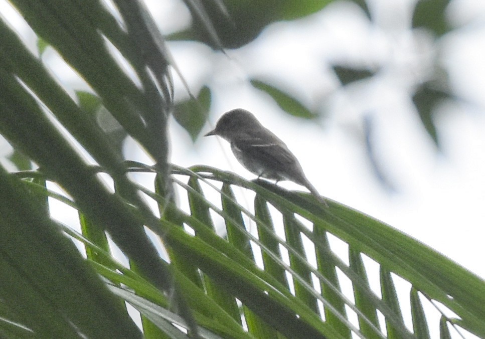 Eastern Wood-Pewee - Annie Meyer