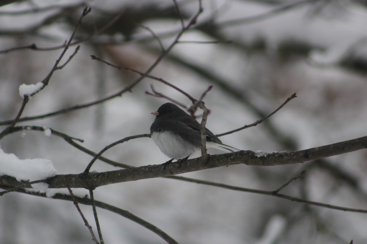 Dark-eyed Junco - Morgan March