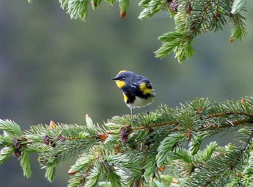 lesňáček žlutoskvrnný (ssp. auduboni) - ML61817921