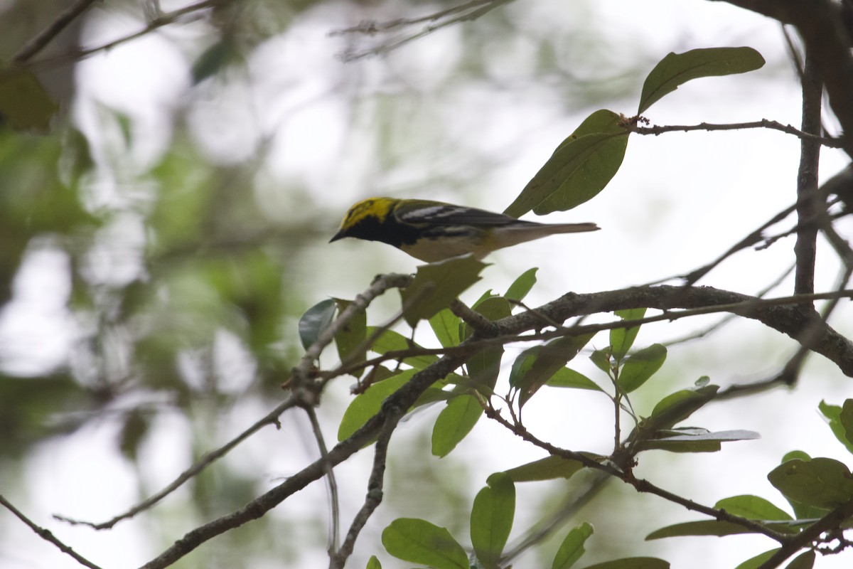 Black-throated Green Warbler - Douglas Hall