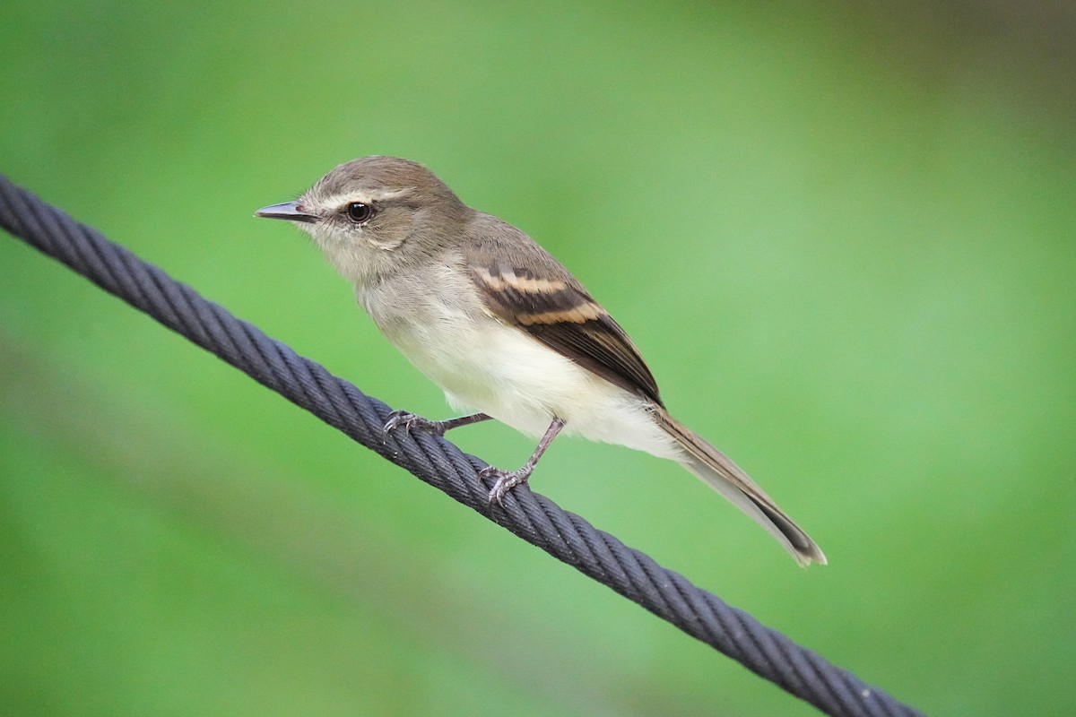 Fuscous Flycatcher - Alan Lenk