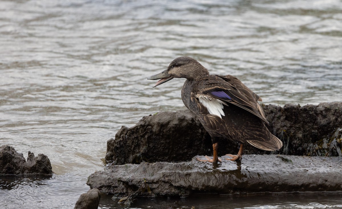 American Black Duck - ML618179252