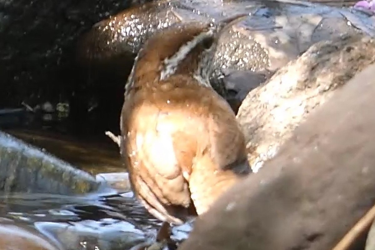 Carolina Wren - ML618179260