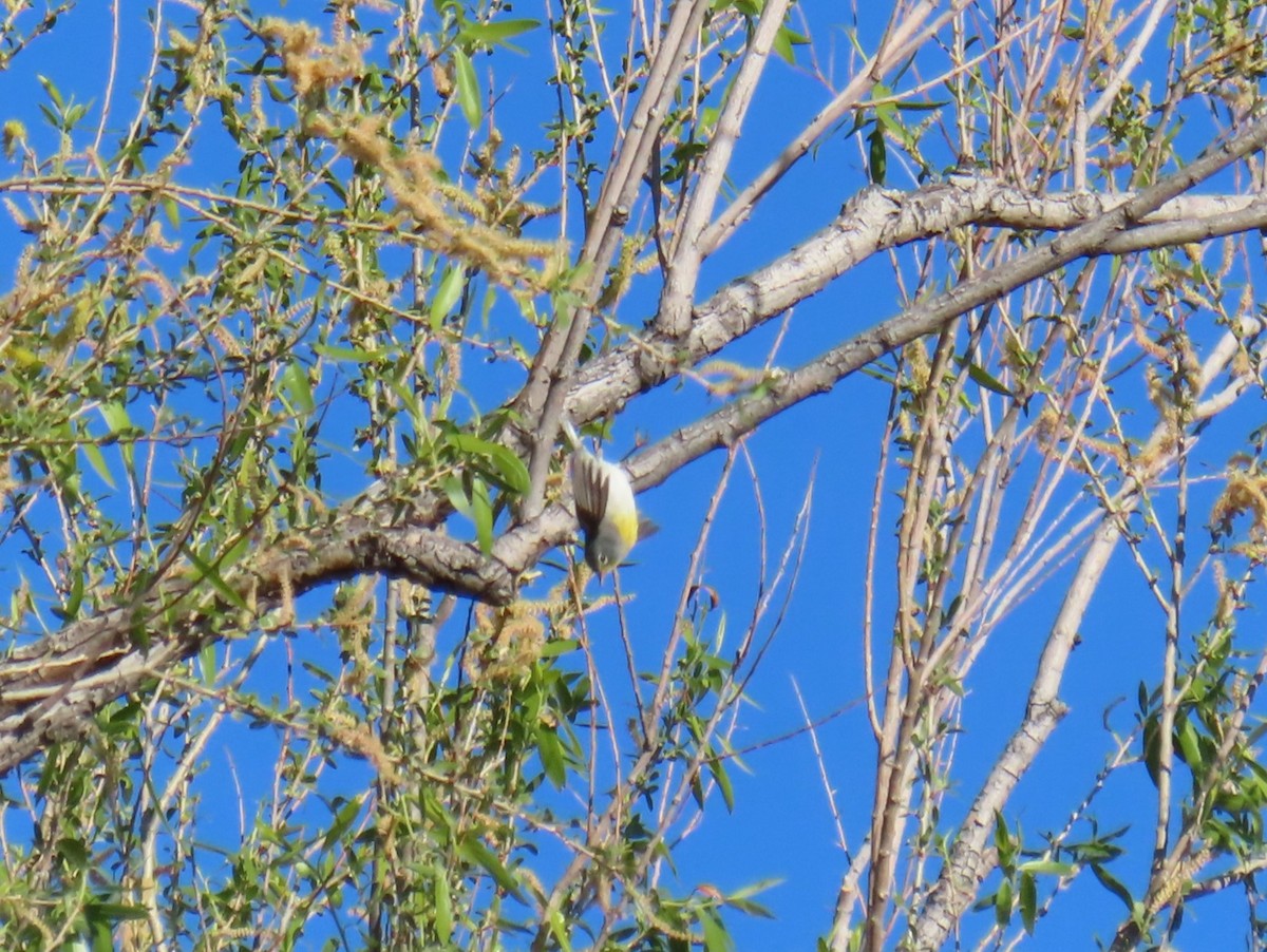 Northern Parula - Catherine Sandell