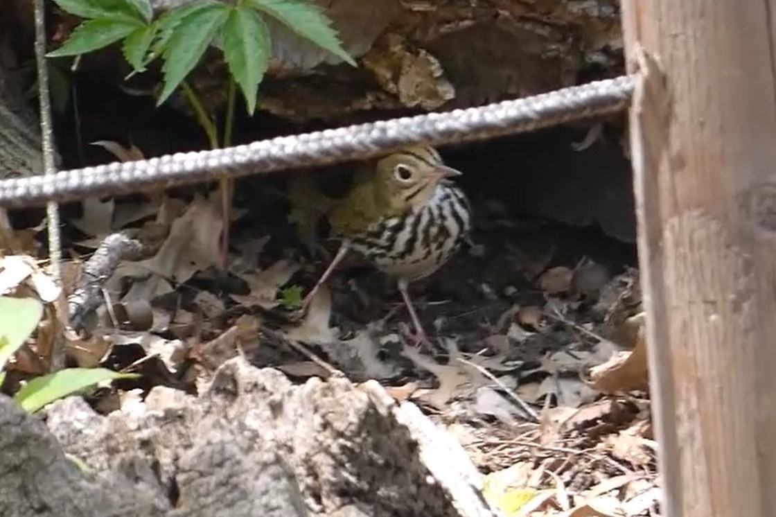 Ovenbird - Anonymous