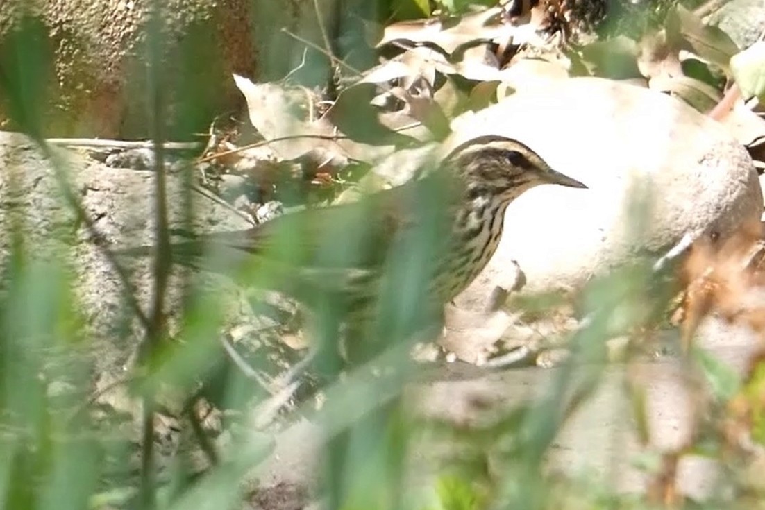 Northern Waterthrush - ML618179302