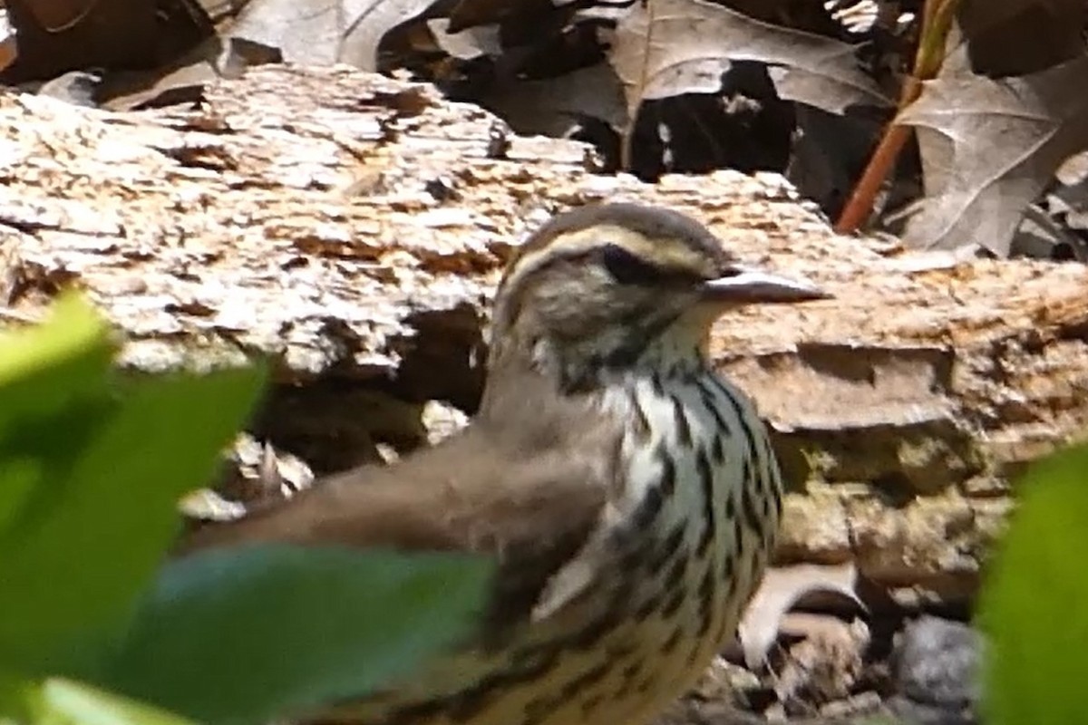 Northern Waterthrush - ML618179303