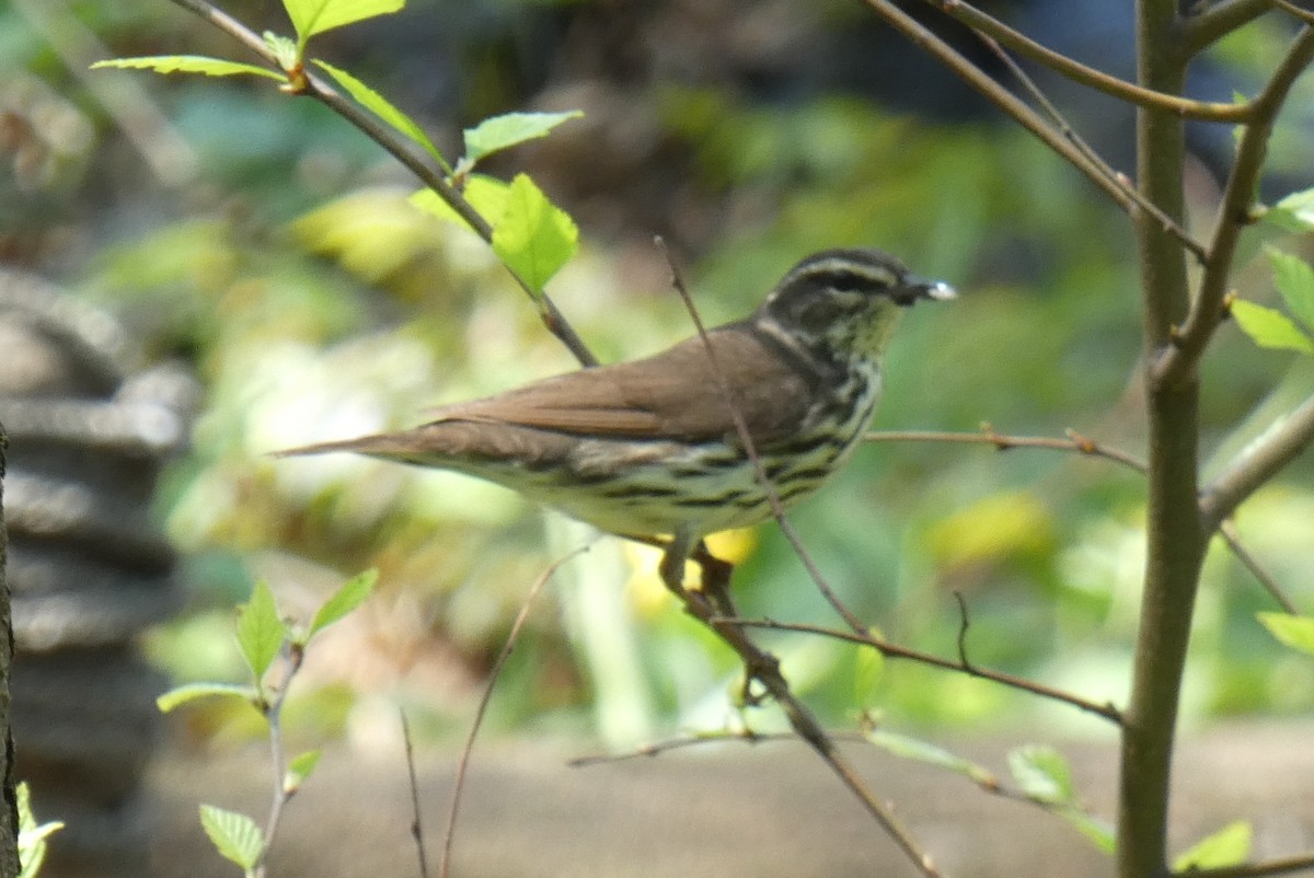 Northern Waterthrush - ML618179304