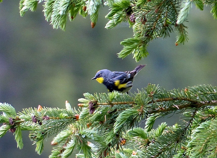 lesňáček žlutoskvrnný (ssp. auduboni) - ML61817931