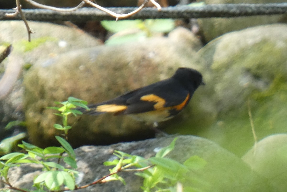 American Redstart - ML618179334