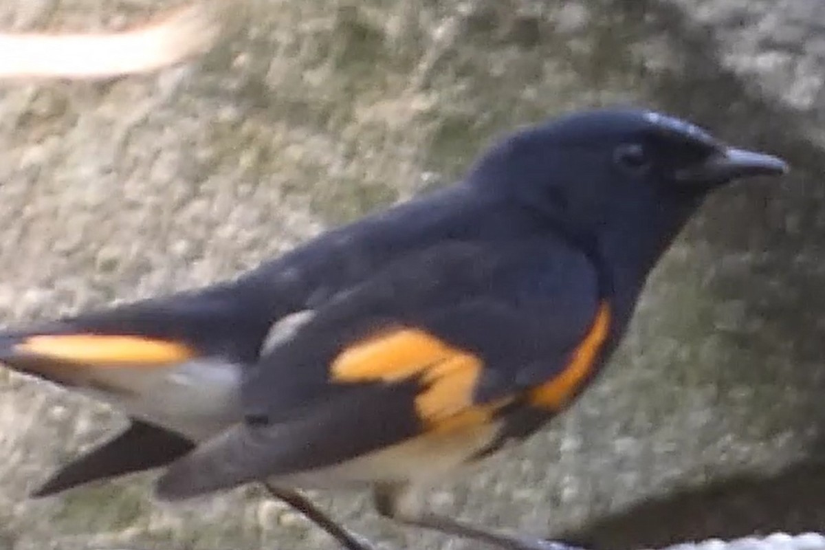 American Redstart - ML618179336