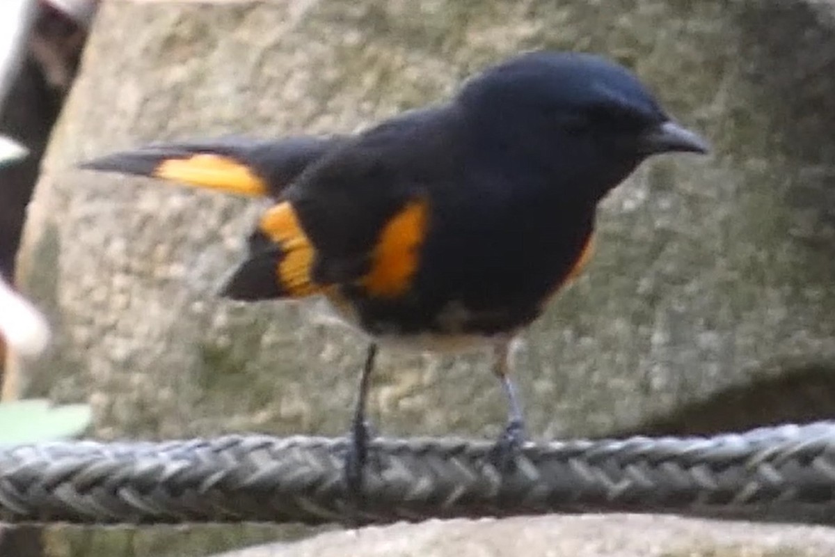 American Redstart - Anonymous