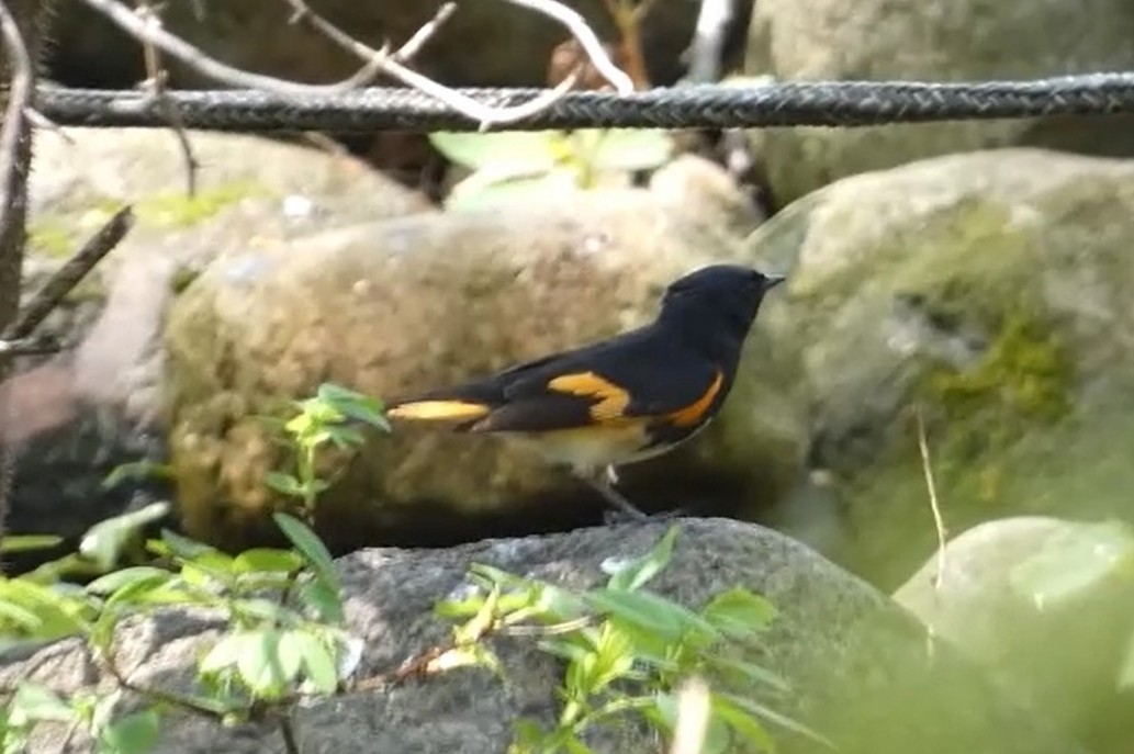 American Redstart - Anonymous