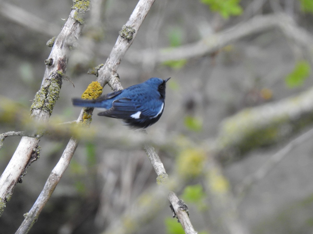 Black-throated Blue Warbler - Elias Takacs