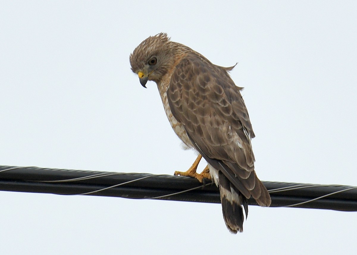 Broad-winged Hawk - Janet Smigielski