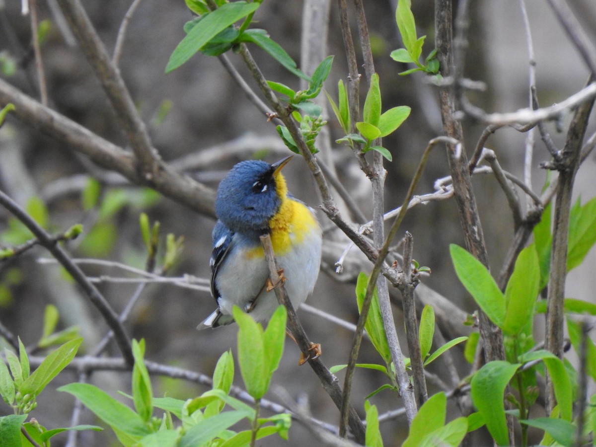 Northern Parula - Elias Takacs