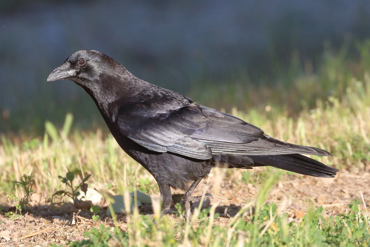 American Crow - Jeffrey Fenwick