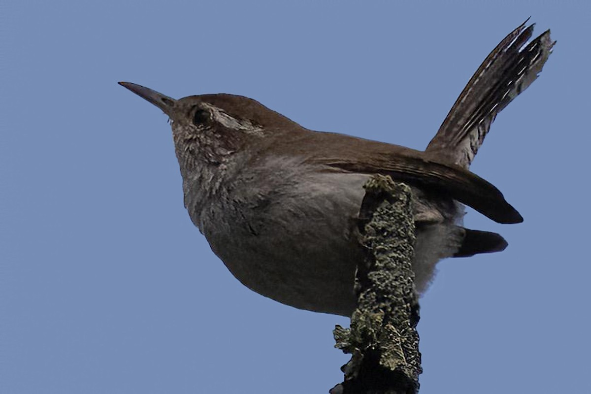 Bewick's Wren - Dale Bargmann