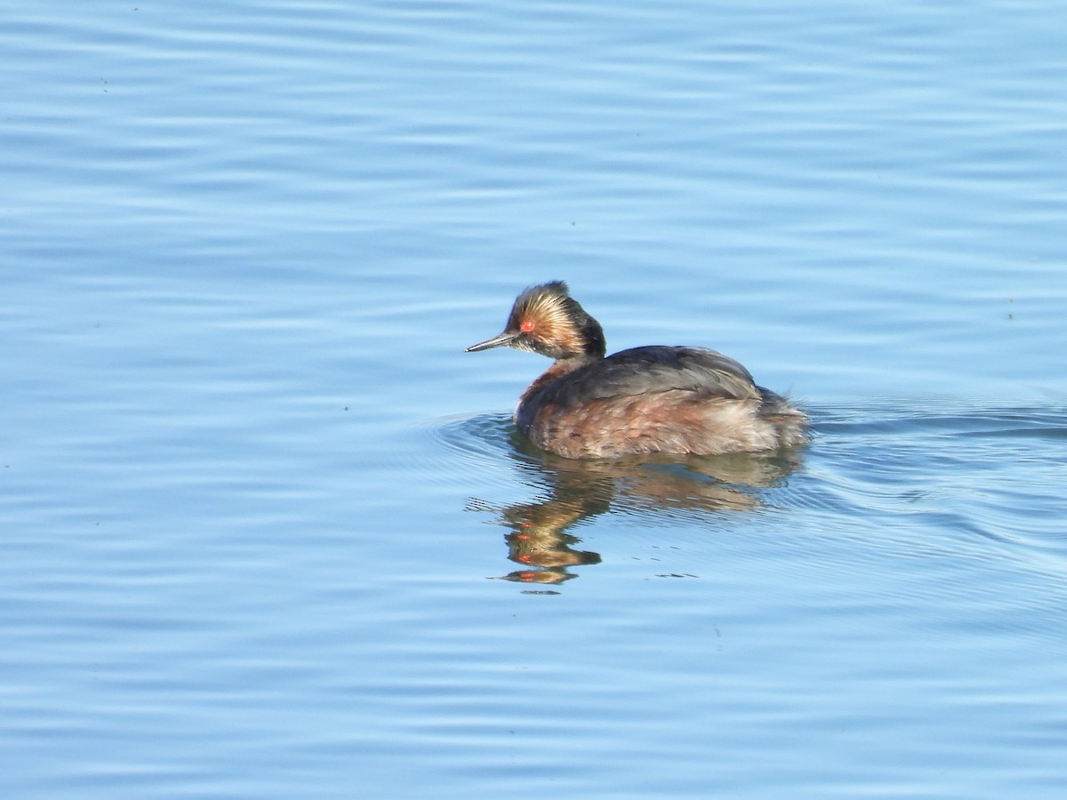 Eared Grebe - Tonie Hansen