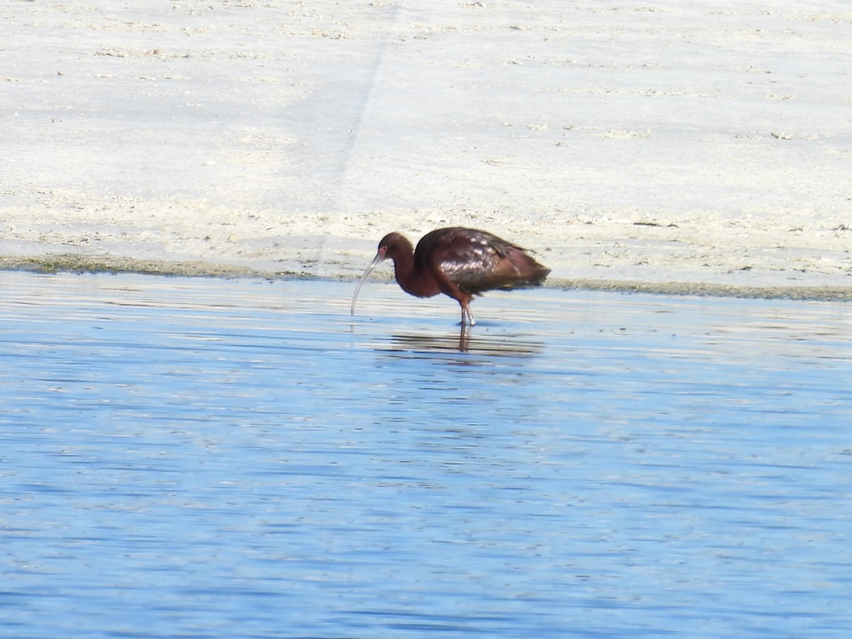 White-faced Ibis - Tonie Hansen