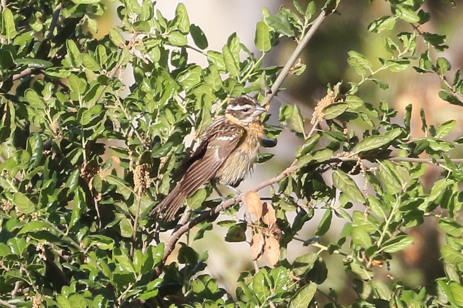 Black-headed Grosbeak - ML618179490