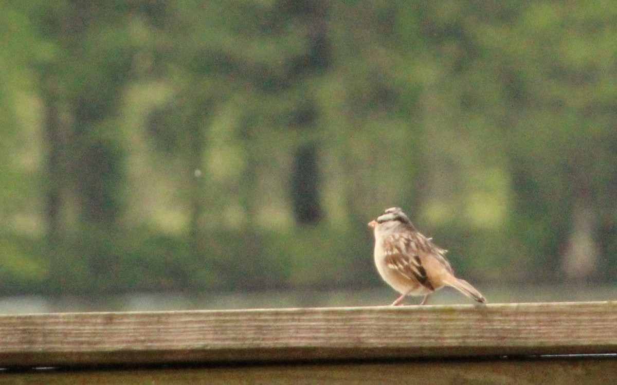 White-crowned Sparrow - ML618179504