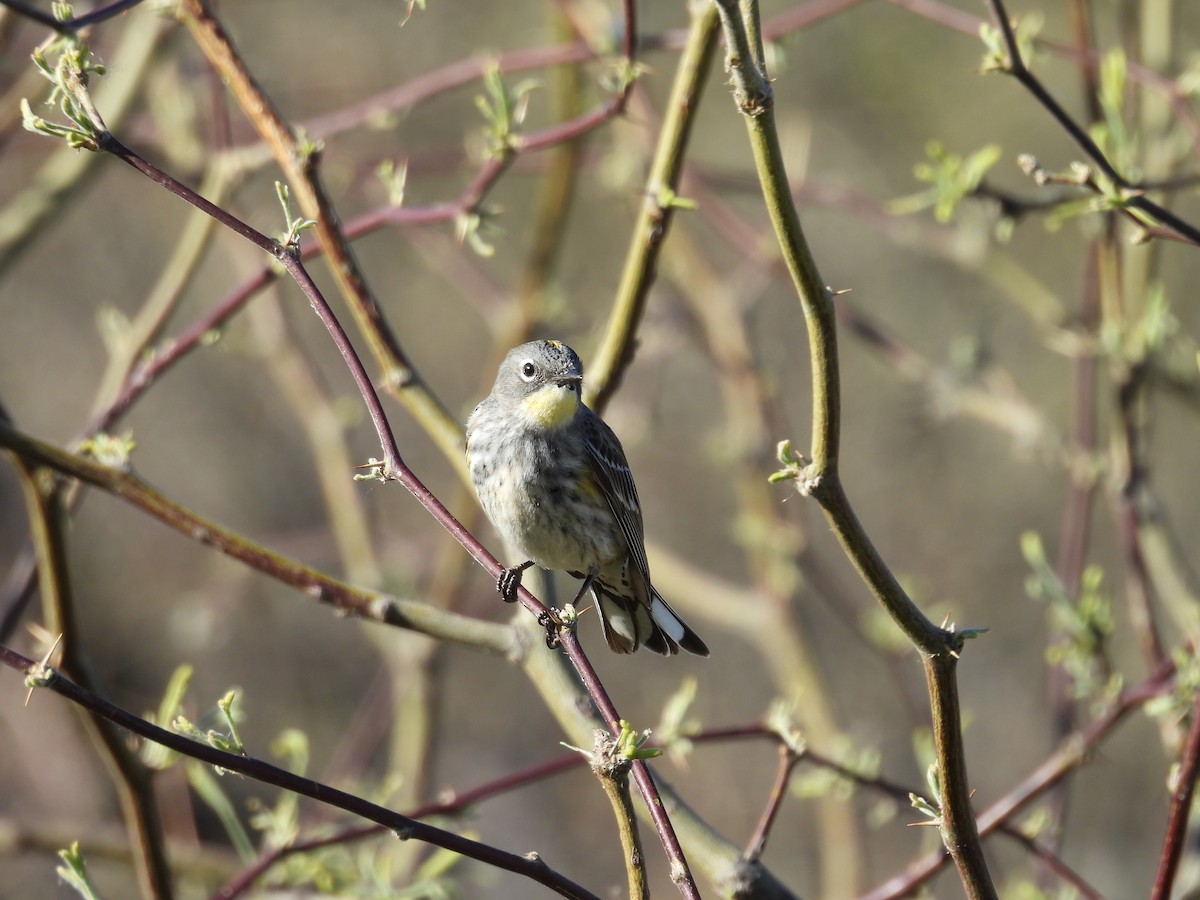 Yellow-rumped Warbler - Tonie Hansen