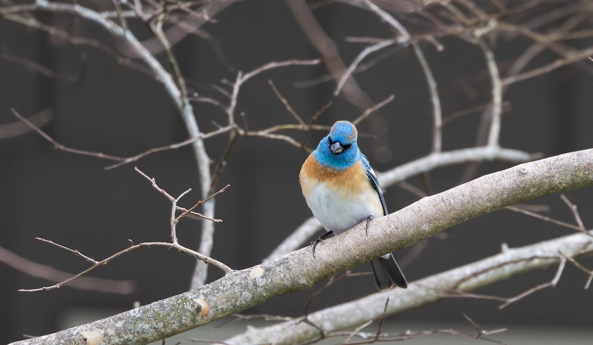 Lazuli Bunting - Jay McGowan