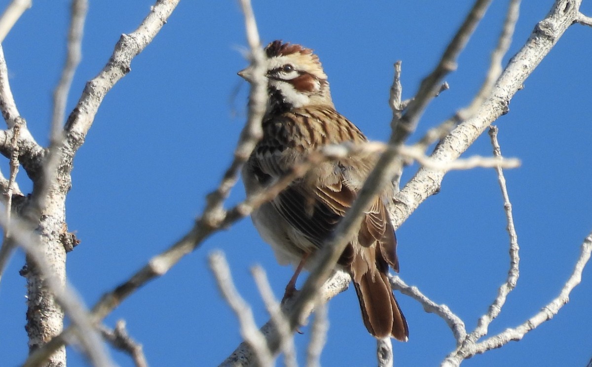 Lark Sparrow - Tonie Hansen