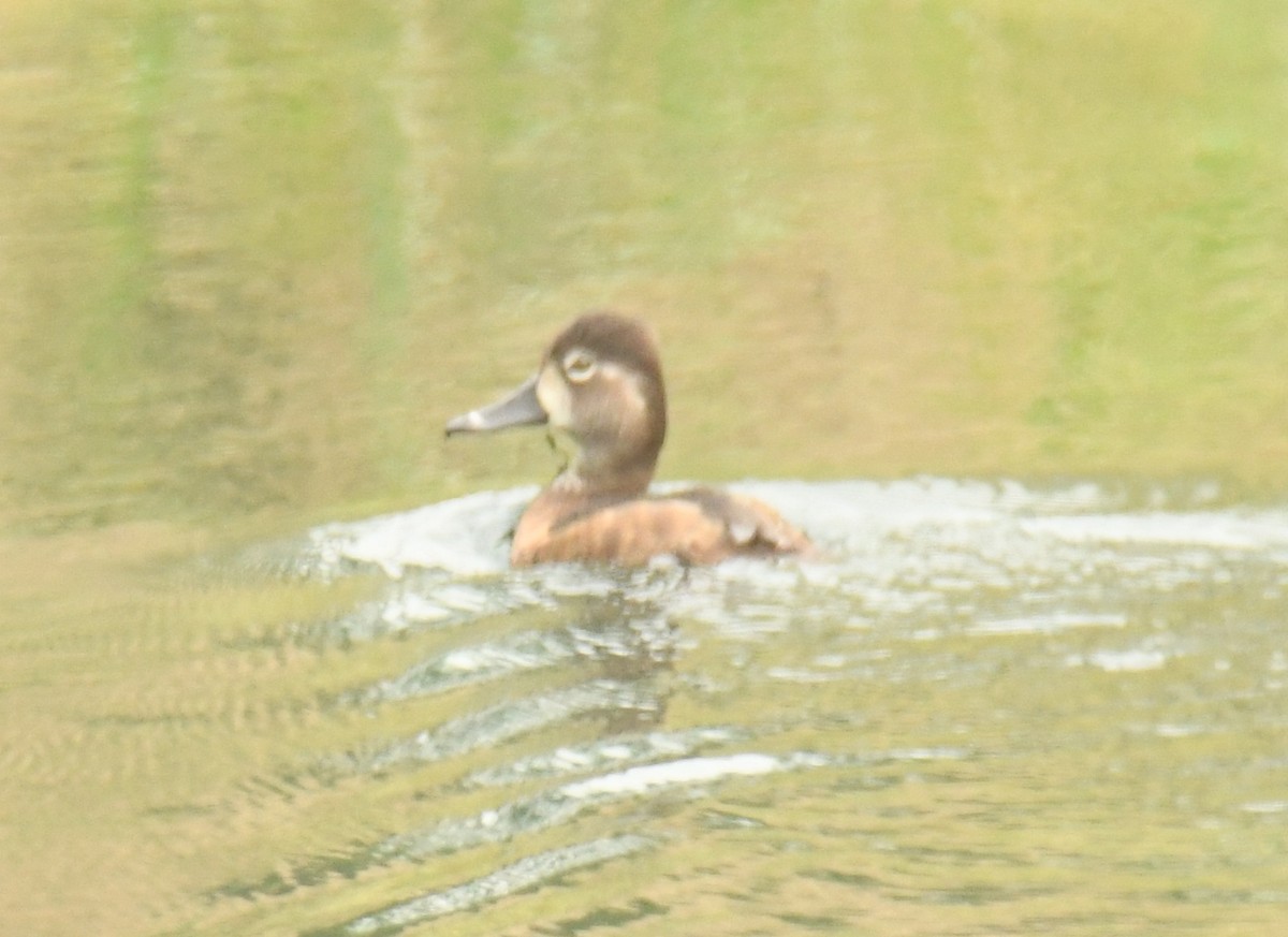 Ring-necked Duck - Leonardo Guzmán (Kingfisher Birdwatching Nuevo León)