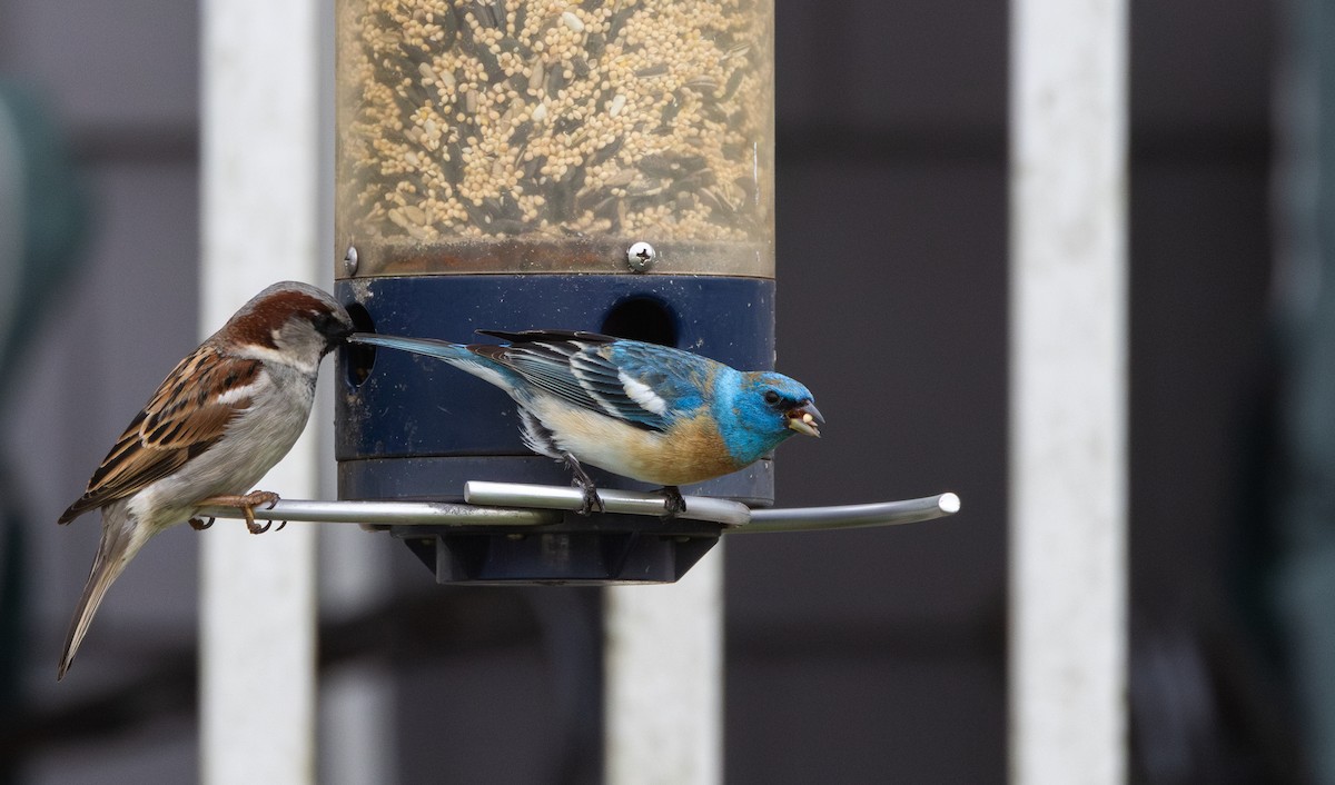 Lazuli Bunting - Jay McGowan