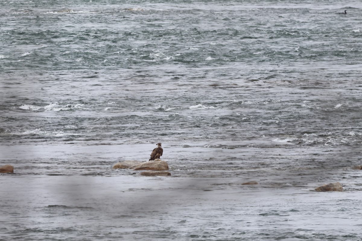 Bald Eagle - Manon leduc